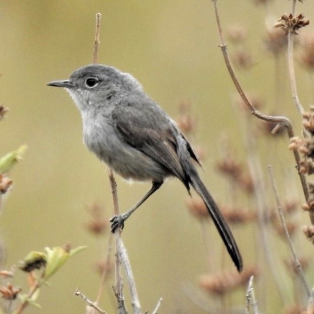 A bird with a dark gray head and wings, and a light gray body sits on a branch. The bird looks left. The bird has a short stubby beak, long tail with a black eye.