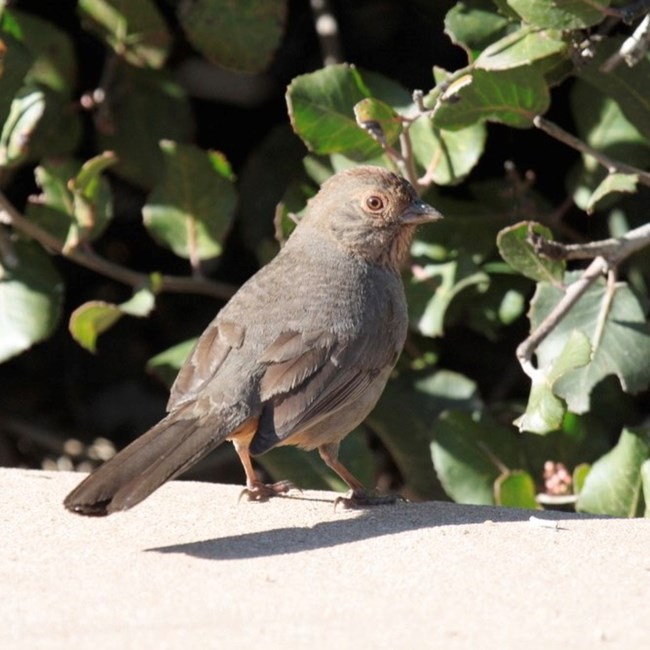 A gray bird with short legs stands a light gray wall, looks to the right. A bush with green leaves in the background.