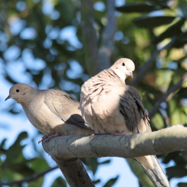 Two birds sit on a tree branch with the sun on their heads. They are light gray in color with short black beaks. The wings are slightly darker than the body.