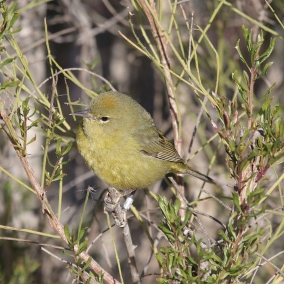 A yellow green bird looks left and sits on a branch. It is surrounded by long thin green branch stems. The bird has a metal band on the left leg.