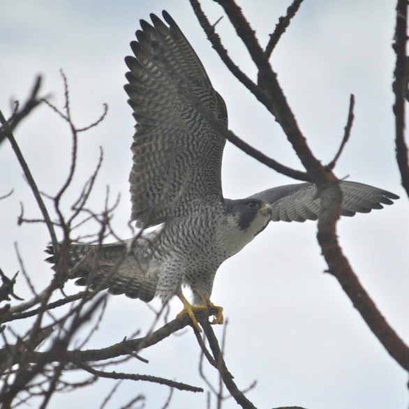 A bird stands on a tree branch with its wings outstretched ready to fly away. The bird white with black stripes across the body. The top of the head is black.