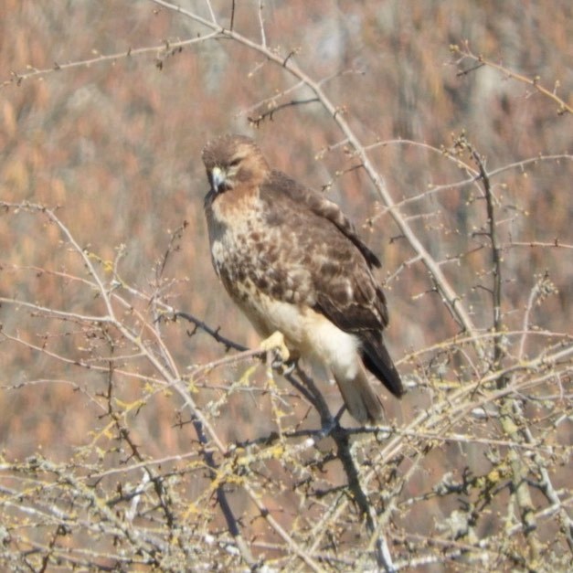 A brown and white bird sits on a branch.The head and wings are brown while the underbelly is white.