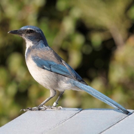 A bird with a blue head and wings stands on a gray roof and looks left. The bird has a white under belly, a short black beak and black eye. The bird looks left.