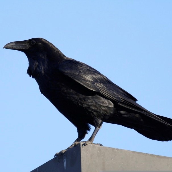 A large black bird stands on a corner of a roof and looks left.