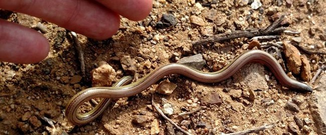 Legless lizard