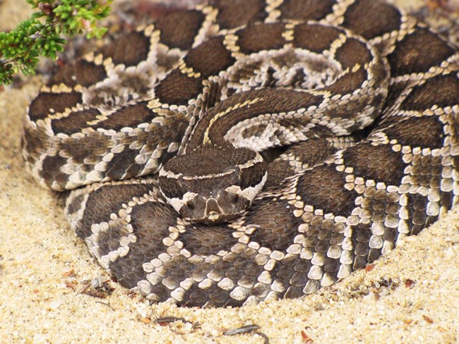 Southern Pacific Rattlesnake