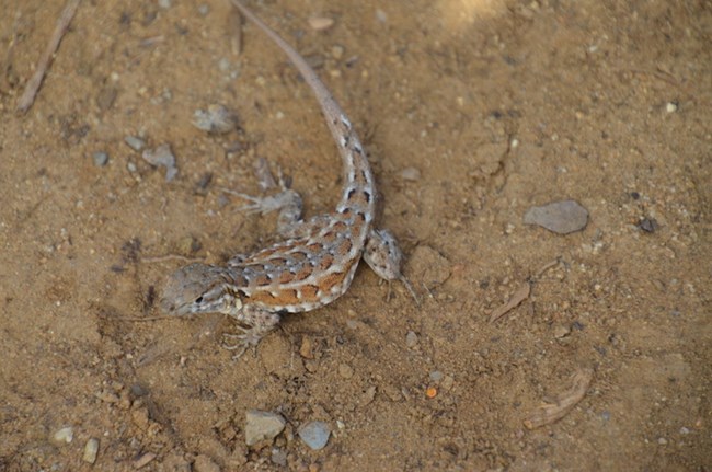 Side blotched lizard