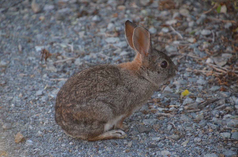 Desert Cottontail Rabbit