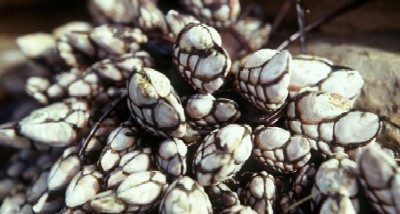 Barnacles