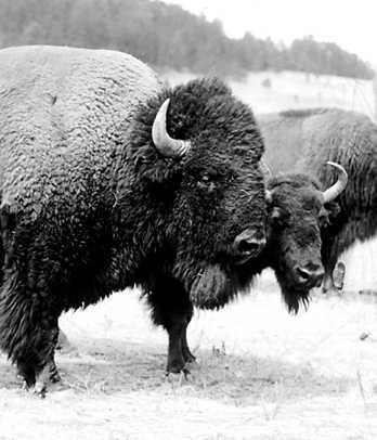Bison