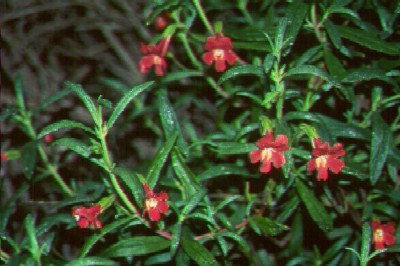 Monkey Flower