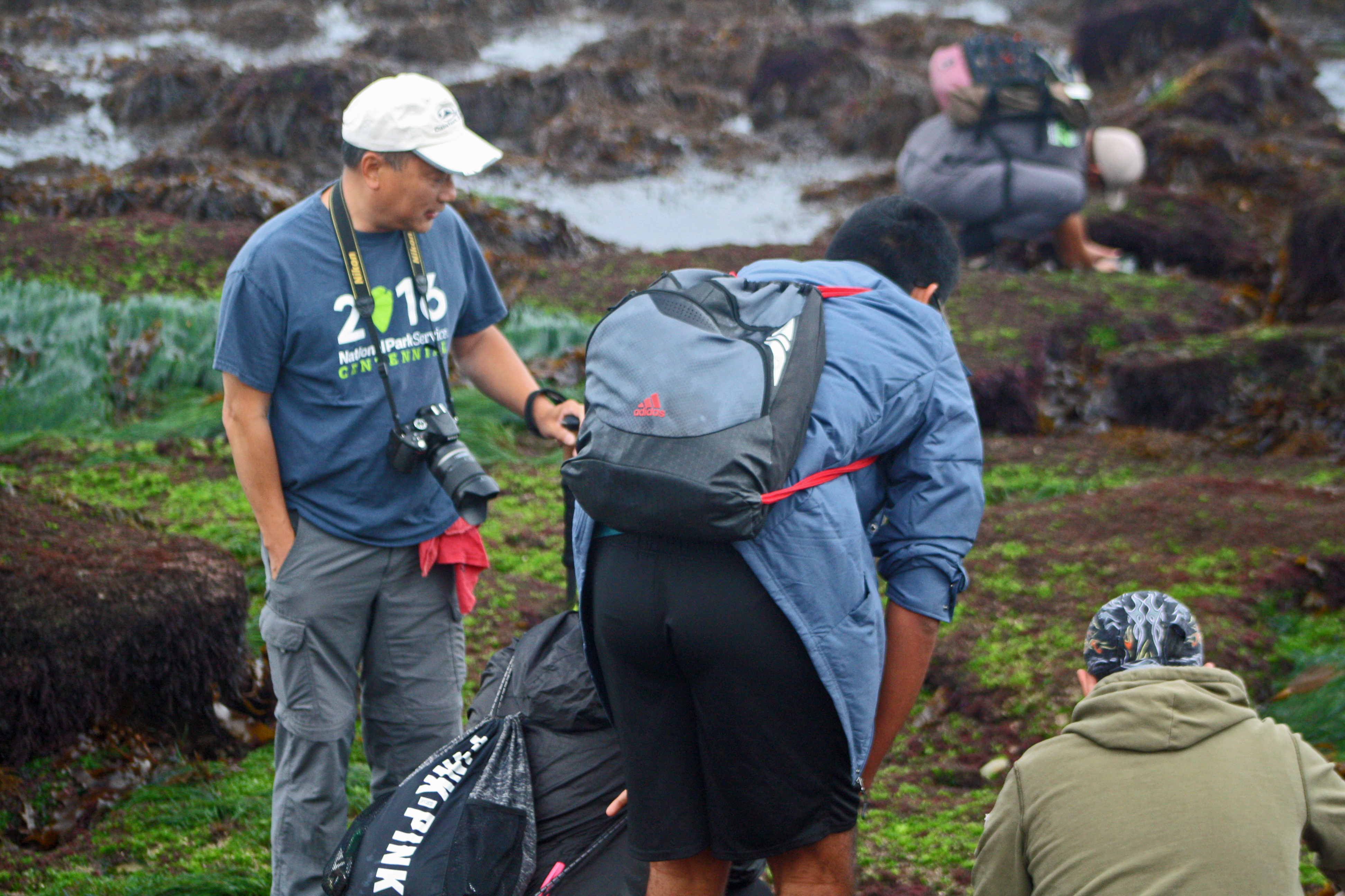 A group of BioBlitz volunteers with digital and cellphone cameras are standing and kneeling down among the algae-covered rocks of the tidepools.
