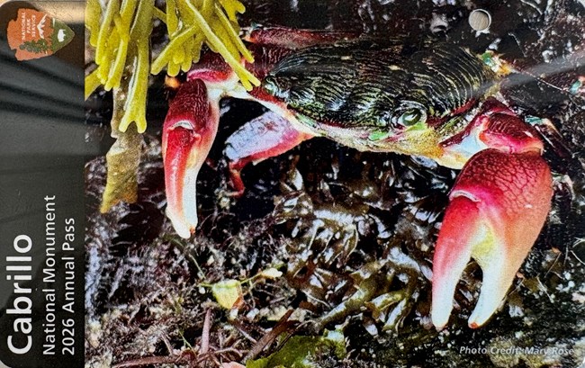 A green shore crab with red claws