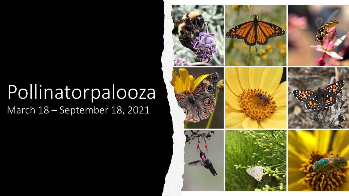 Pollinatorpalooza! - Cabrillo National Monument (U.S. National Park Service)