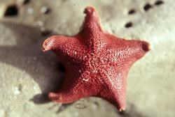 Colorful sea stars can be found in the tidepools at Cabrillo National Monument.