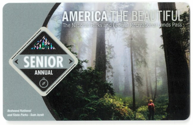 2021 Senior Annual Pass. Depicts a lone hiker in mist surrounded by giant trees and dense greenery.