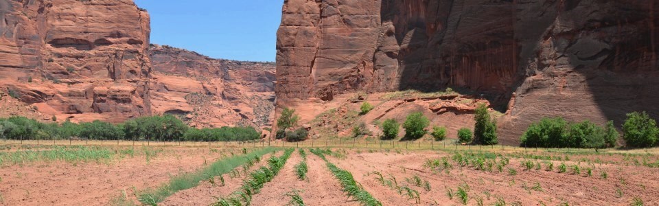 Navajo farm in the canyon