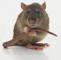 norway rat