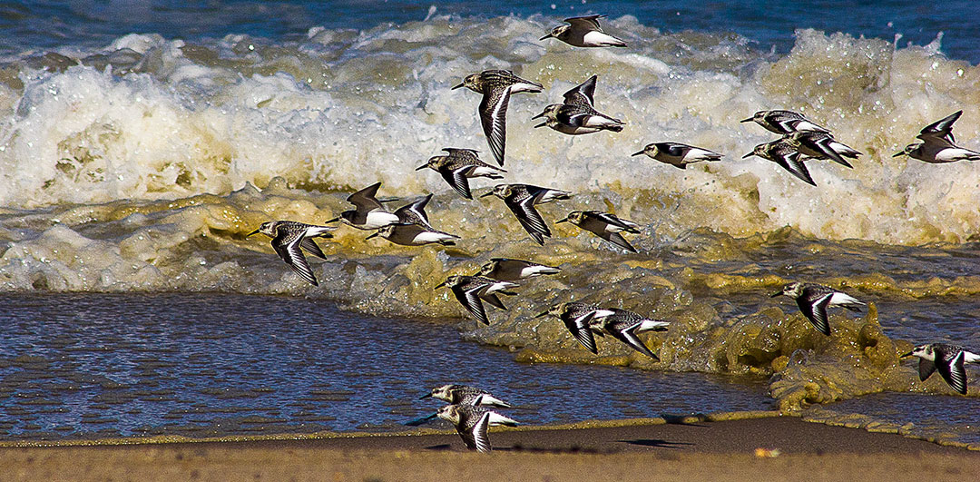 Black, grey, and white shore birds take off in front of waves crashing on a beach. Black, grey, and white shore birds take off in front of waves crashing on a beach.
