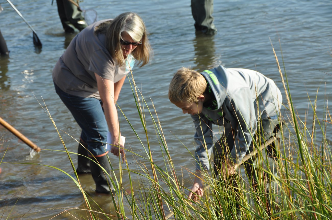 A student uses a net to find macroinvertebrates at Salt Pond.