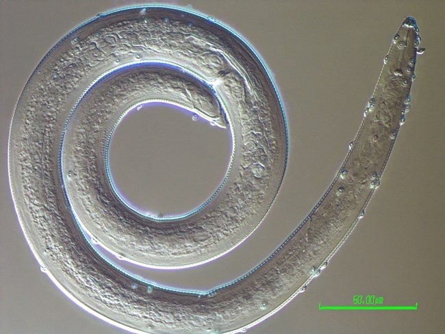 A clear microscopic worm sits in front of a grey background.