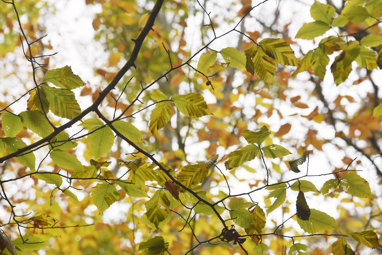 Sunlight shines through green leaves on tree branches, revealing dark striping running through the leaves.