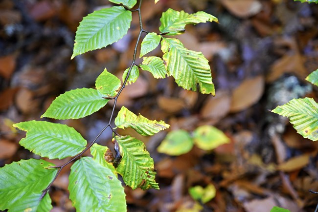 Green beech leaves hang on a branch. Some of the leaves appear thick, leathery, and shriveled.