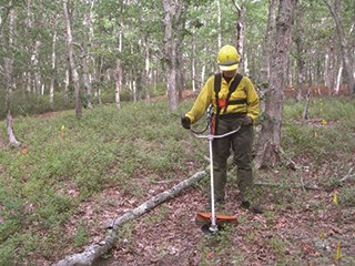 A person wearing yellow fire protection clothing uses a brush cutter to clear low ground vegetation.