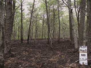 An area of forest with burnt ground after a fire has passed through.