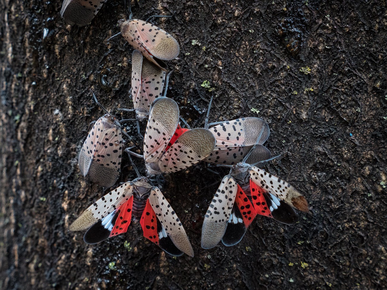 Spotted Lanternflies on a tree Black, tan, and red insects crawl on the dark brown bark of a tree.