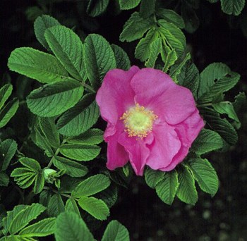 Rugosa Rose