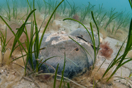 Horseshoe Crabs Horseshoe Crabs