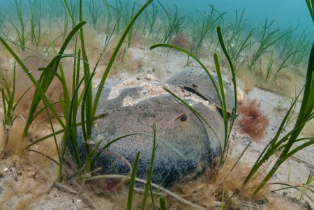 Horseshoe Crabs