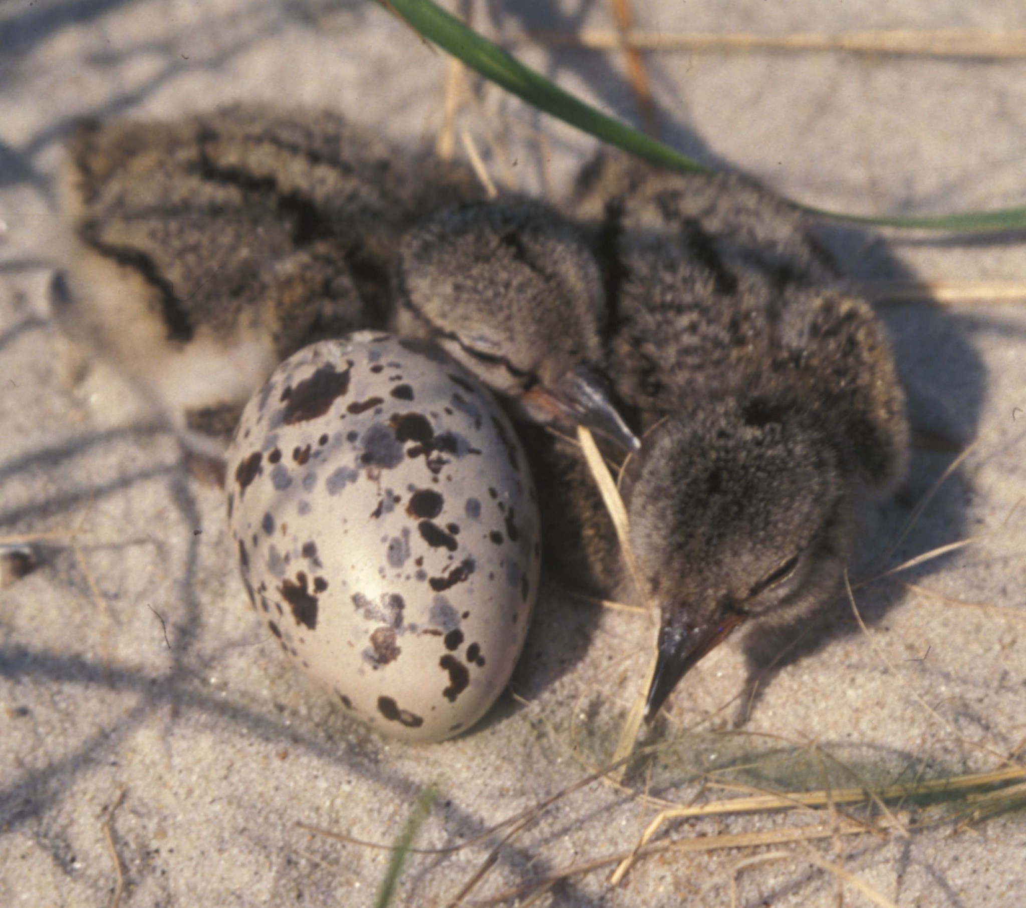 Bird embryos respond to adult warning calls inside their shells