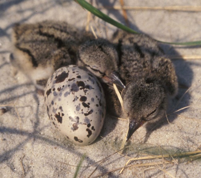 Two black and grey chicks lay on the ground next to an unhatched egg.