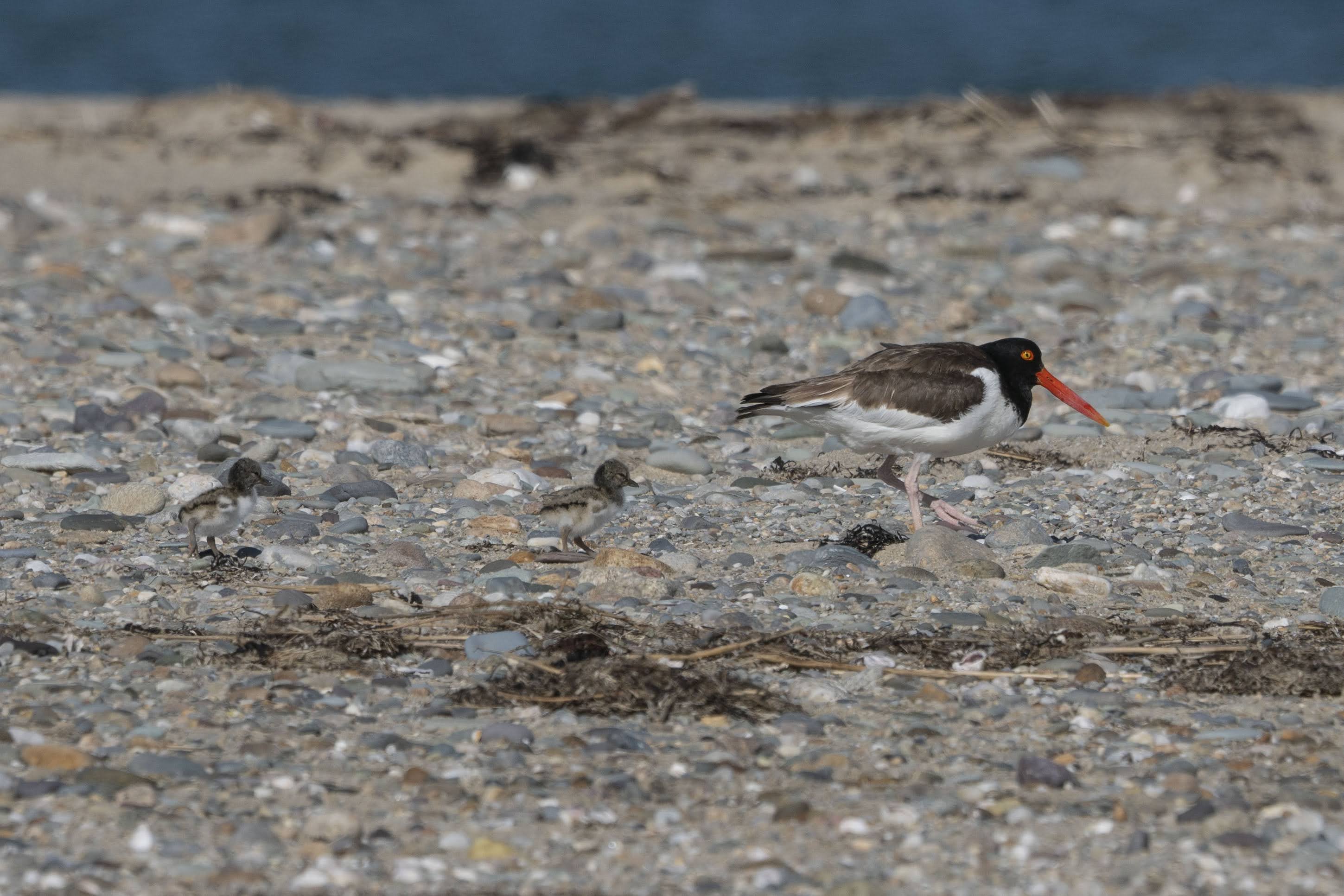 Bird embryos respond to adult warning calls inside their shells