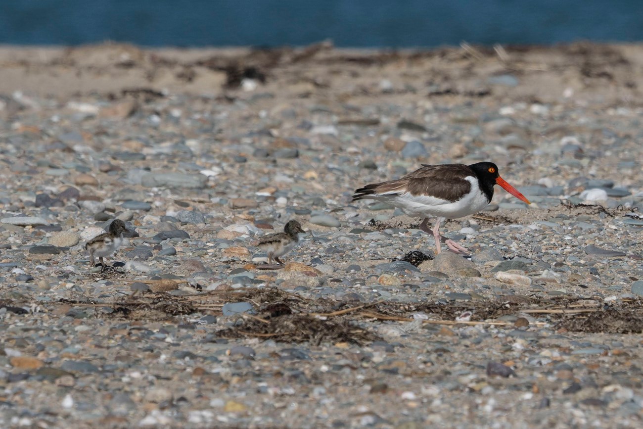 A black and white bird with an orange bill and light pink legs walks across a rocky beach followed by two black and white chicks.