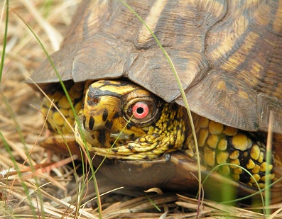Box Turtle(4) Box Turtle(4)