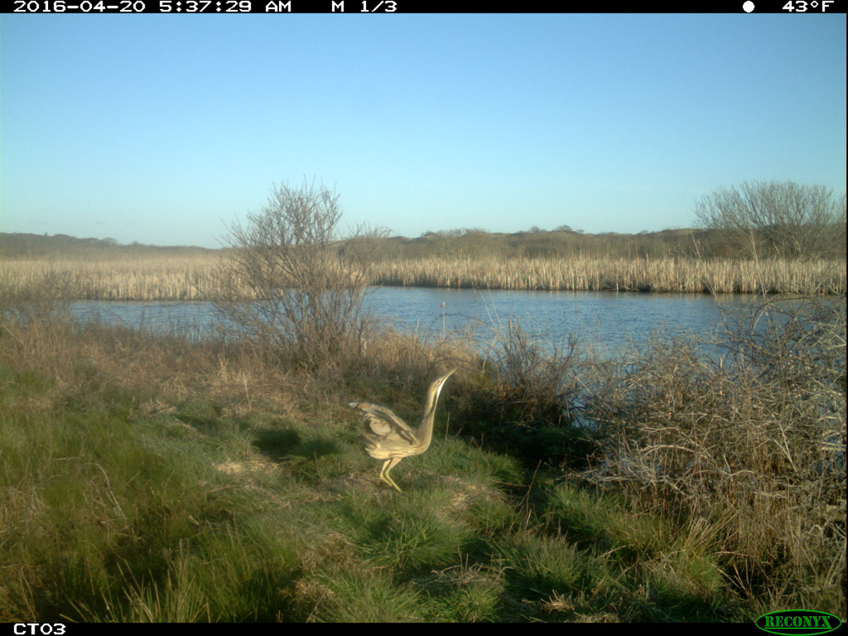 An American bittern in a salt marsh at Cape Cod National Seashore An American bittern in a salt marsh at Cape Cod National Seashore