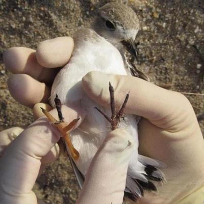 A piping plover chick with nylon line wrapped around its feet.