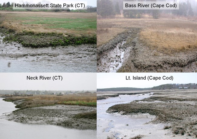 Connecticut vs. Cape Cod dieback