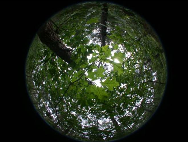 A fisheye image of a forest canopy.