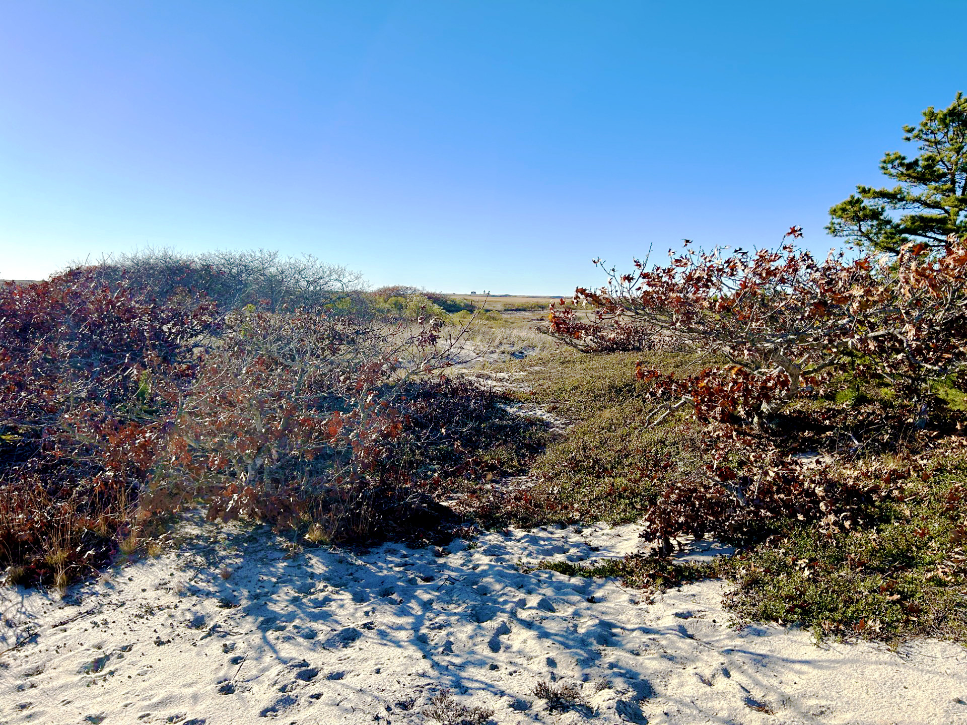An image of a dune with a plant and a distant view of the ocean.