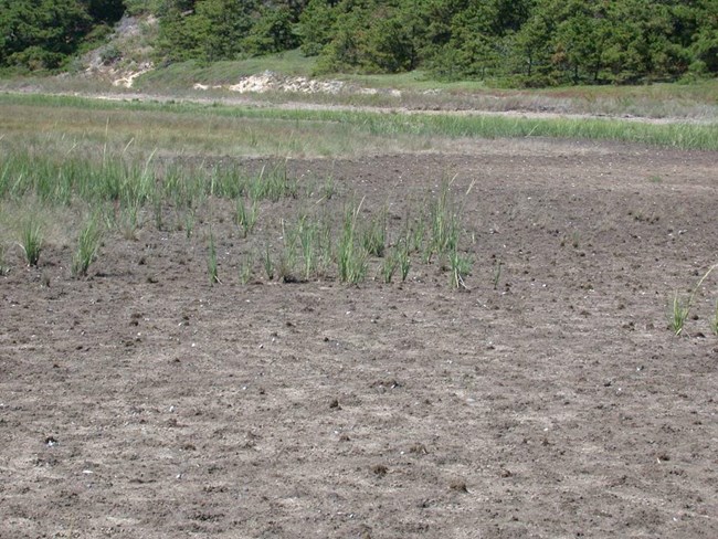 S. alterniflora colonizing high marsh dieback area