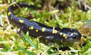 Spotted Salamander