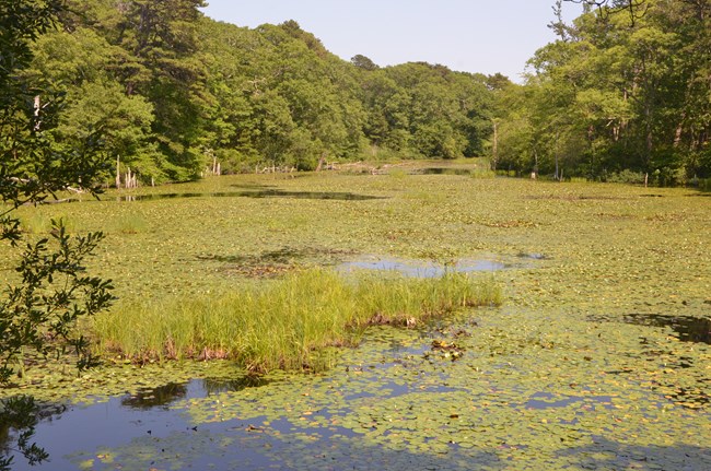 The ponded area at Fresh Brook, covered with green algae.