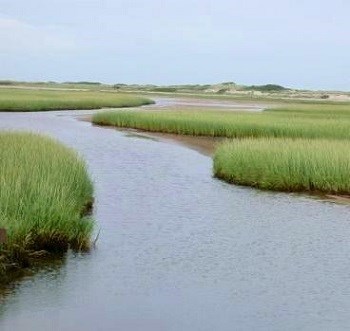 EH_future_marsh
