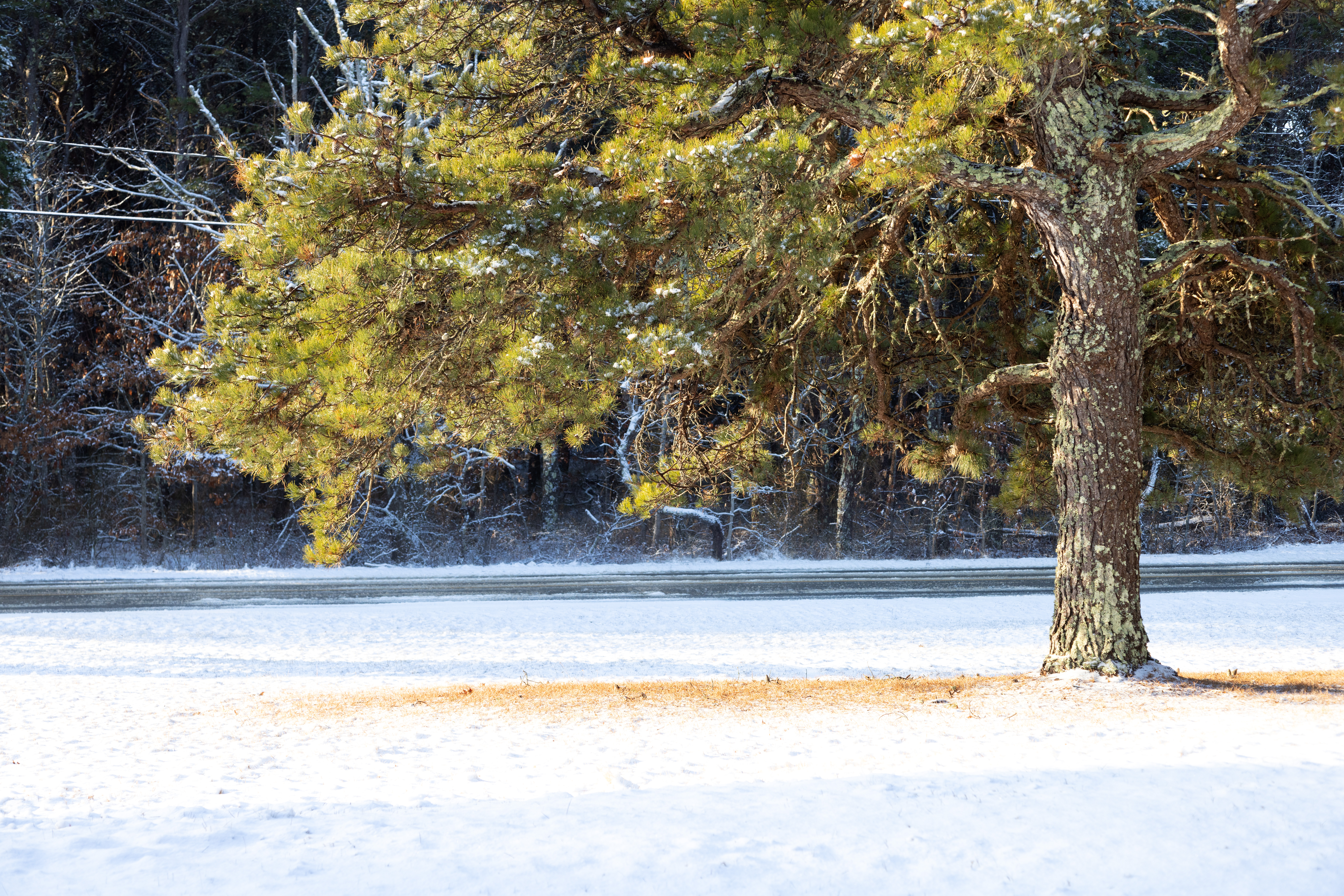 An image of a tree in a patch of sunlight surrounded by snow.