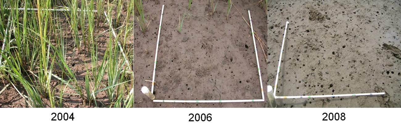 veg loss in permanent monitoring plot