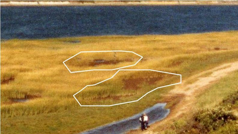Gut - early S. alterniflora losses